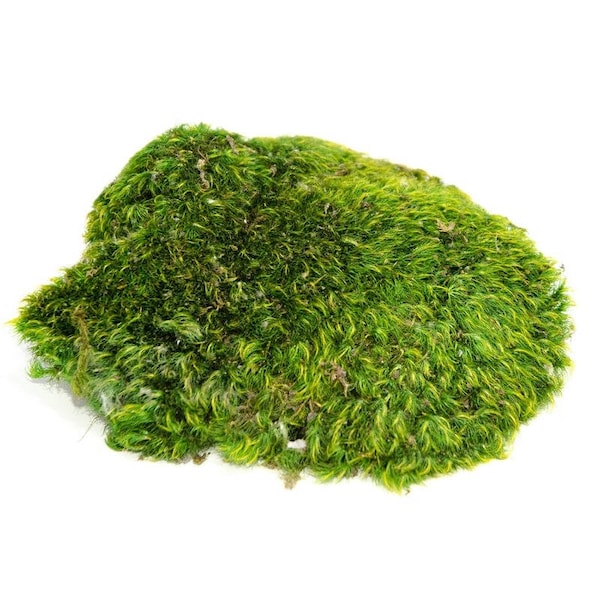 Mood Moss - 1 Gallon Preserved