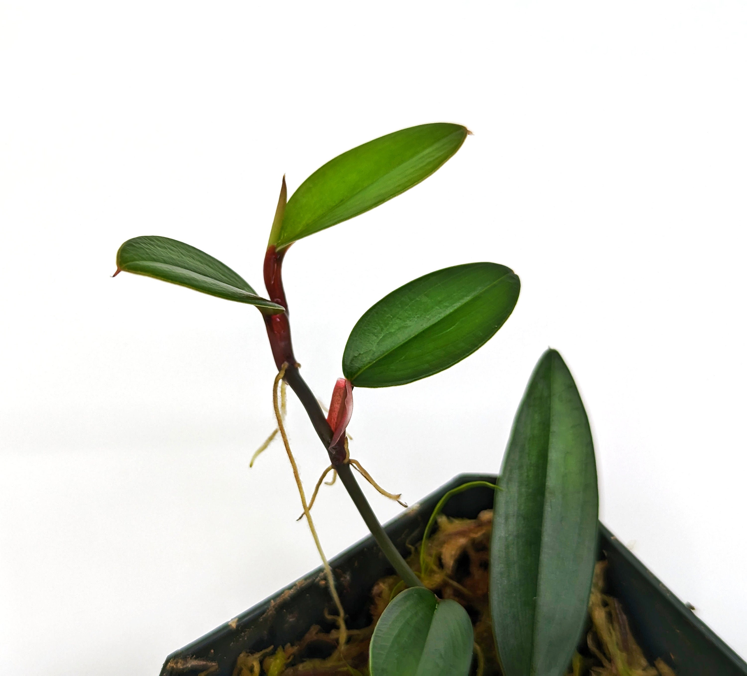 Philodendron Pierrelianum 'darkside' - Etsy