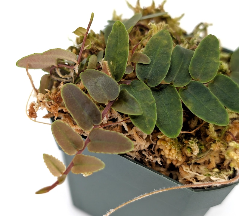 Glass Box Tropicals Marcgravia sp. St. Lucia - Thumbnail 2