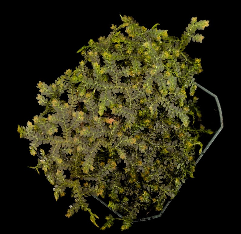 Glass Box Tropicals Selaginella