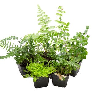 5 Assorted Terrarium Suitable Ferns