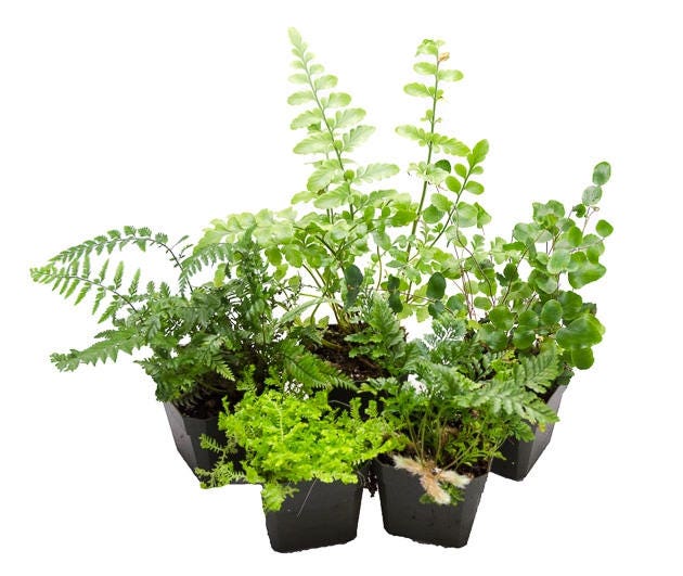 2 Inch Terrarium Plants/ Premium Foliage Mix -  Denmark