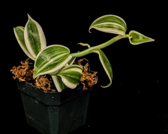 SUPER Vanilla planifolia 'Variegata' - potted plant! Terrarium Vivarium Bioactive Houseplant Orchid