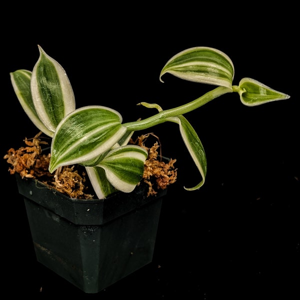 SUPER Vanilla planifolia 'Variegata' - potted plant! Terrarium Vivarium Bioactive Houseplant Orchid