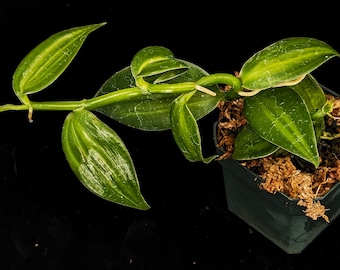 Vanilla planifolia 'Green Variegata' - potted plant! Terrarium Vivarium Bioactive Houseplant Orchid