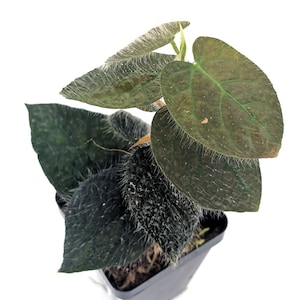 Ficus villosa – Rare Climbing or Shingling Tropical Plant with Velvety Leaves that Change Color as They Mature