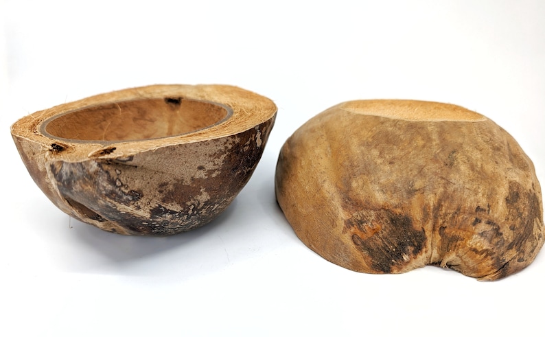 WHOLE Coconut Shell Half With Husk Still Attached and Sanded Bottom ...