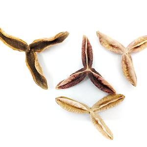 Baccelli di Pau Terra Estrella