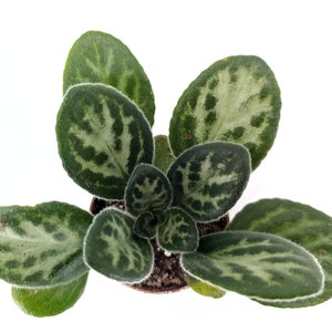 Primulina &#39;Summer Song&#39; - Asian Violet Family - Great for a terrarium or vivarium - Jar Terrarium - Always blooming! Gesneriad