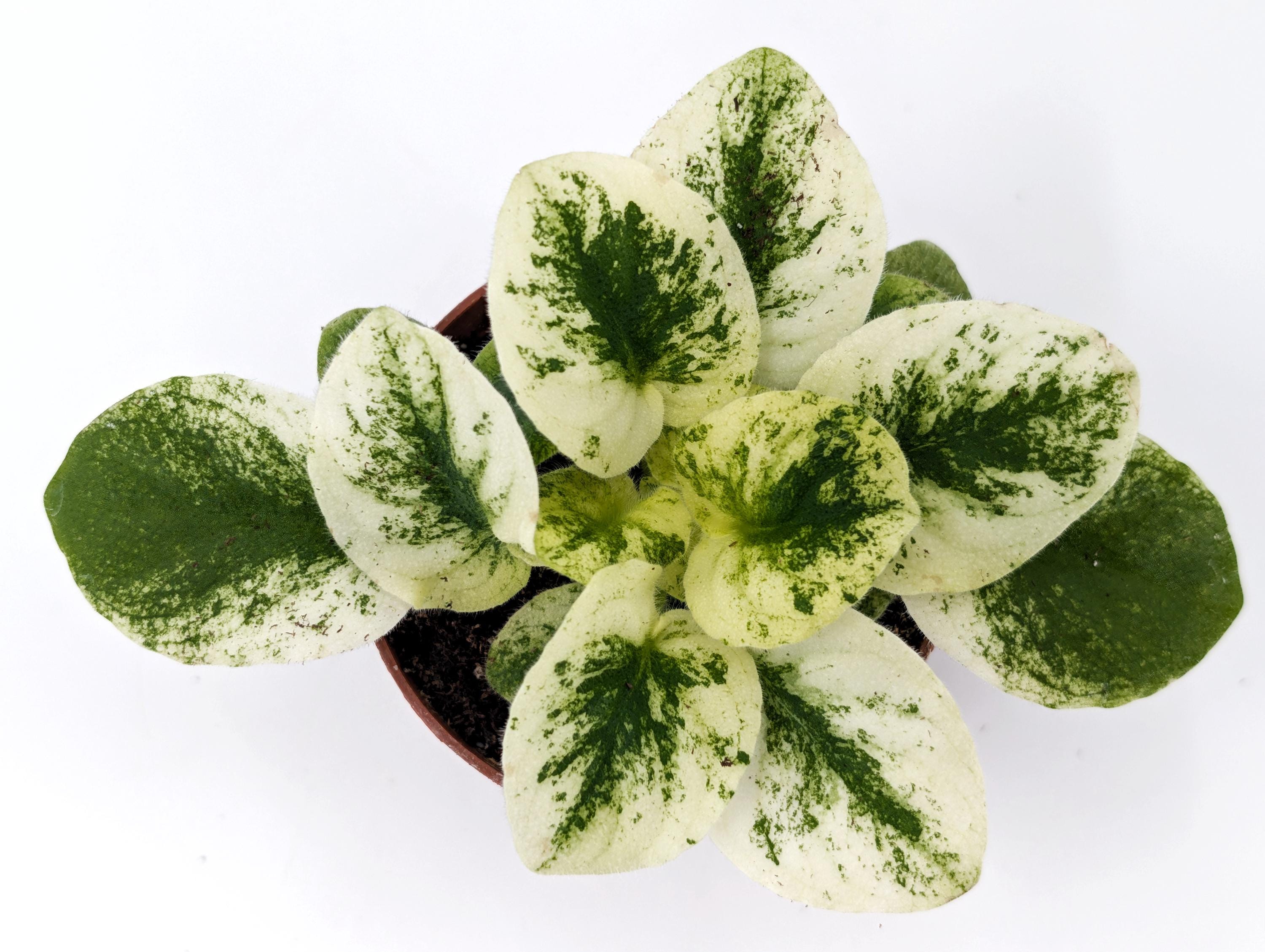 Harmony's Blue Moon African Violet -great for Terrarium or