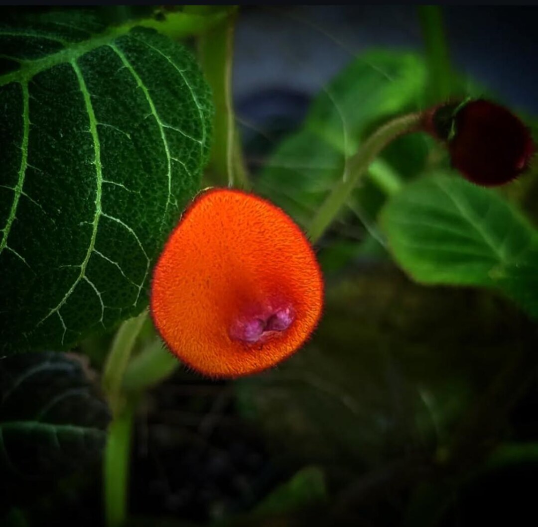Pearcea Hypocyrtiflora 'green' – Rare Velvet Foliage Plant for