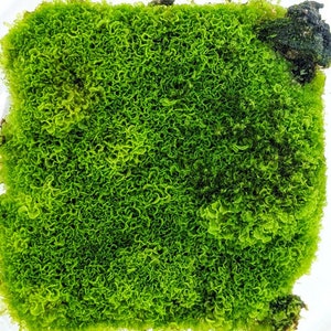Live Tropical Liverwort - Like Moss - Great for Terrariums and Vivariums, Jars - Does not die like temperate moss!