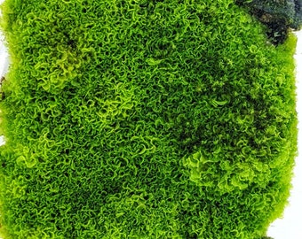 Live Tropical Liverwort - Like Moss - Great for Terrariums and Vivariums, Jars - Does not die like temperate moss!