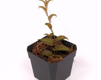 Solanum cf. evolvulifolium Terrarium Plant Purple Foliage Stunning Speceis