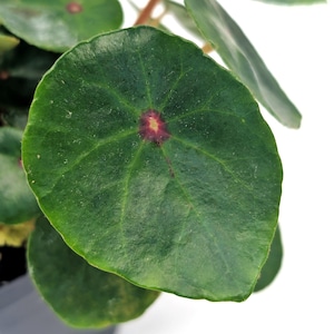 Begonia conchifolia – Rare Tropical Houseplant or Terrarium Plant with Round Shiny Green Leaves