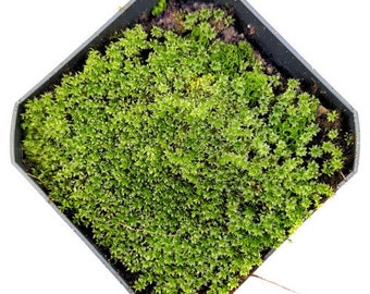 Live Tropical Star Moss - Great for Terrariums and Vivariums, Jars - Does not die like temperate moss!