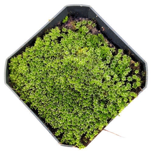 Live Tropical Star Moss - Great for Terrariums and Vivariums, Jars - Does not die like temperate moss!