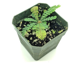 Biophytum sensitivum