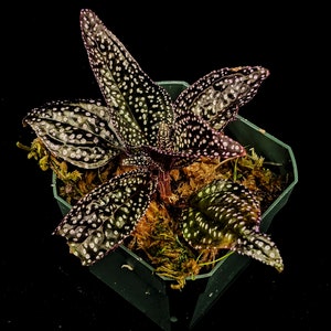 Sonerila sp. Magenta Moonlight