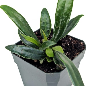 Microsorum thailandicum - oil Fern, blue Fern, blue oil Fern, terrarium or vivarium or houseplant - fast shipping