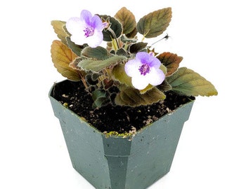 Sinningia 'Freckles' - African Violet Family - Great for a terrarium or vivarium - Jar Terrarium - Always blooming!