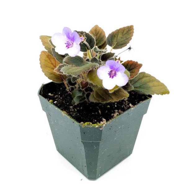 Sinningia 'Freckles' - African Violet Family - Great for a terrarium or vivarium - Jar Terrarium - Always blooming!