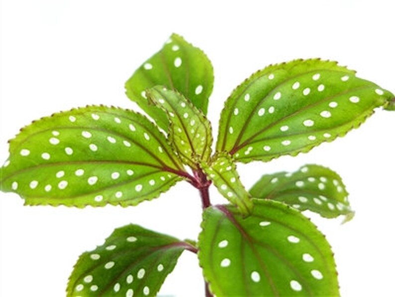 Glass Box Tropicals Sonerila aff. heterostamon - Thumbnail 2