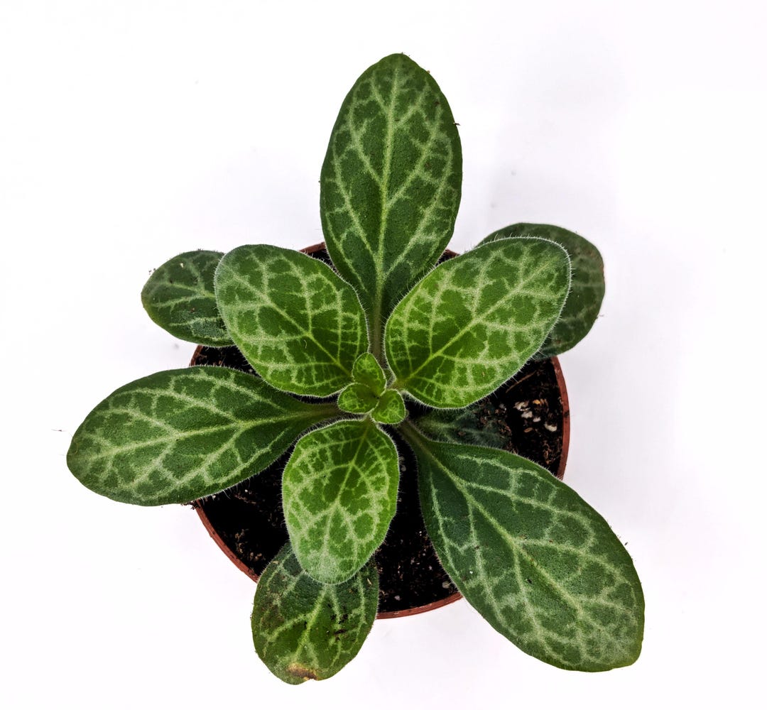 Primulina 'jvs Forever Young' - Asian Violet Family - Great for a