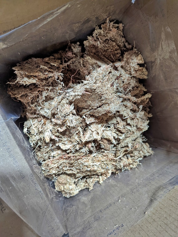 500g Chilean Sphagnum Moss Great for Orchids and Terrariums 