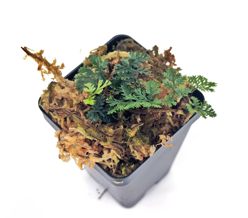 GlassBoxTropicals Davallia parvula Fern - Thumbnail 3
