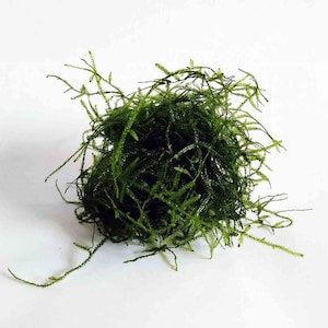 May include: A clump of green moss, perfect for aquariums or terrariums.