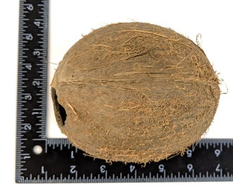 Whole Coconut Shell Emptied Out -  Canada