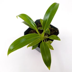 medicago sativa plant Medicago sativa | Alfalfa main image 0