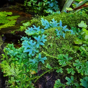 Selaginella uncinata Peackock Spikemoss