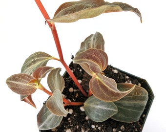 Peperomia bicolor - potted plant!