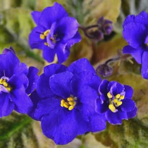 Rob's Zoot Suit African Violet - Great for Terrarium or Vivarium