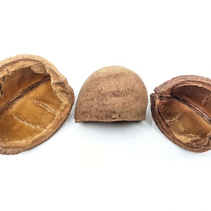 Tingui Pod