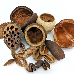 Popular Pods Pack