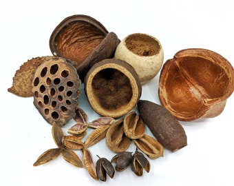 Popular Pods Pack