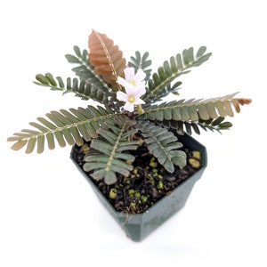 Biophytum sp. Ecuador