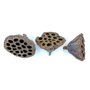 Baccello di testa di loto
