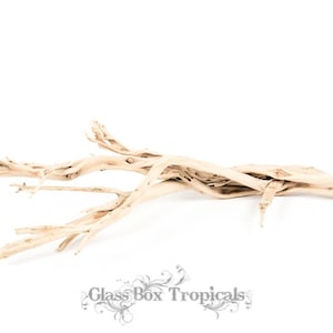 Ghostwood - California Driftwood - 10-12&quot; piece