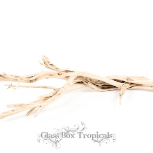 Ghostwood - California Driftwood - 10-12" piece