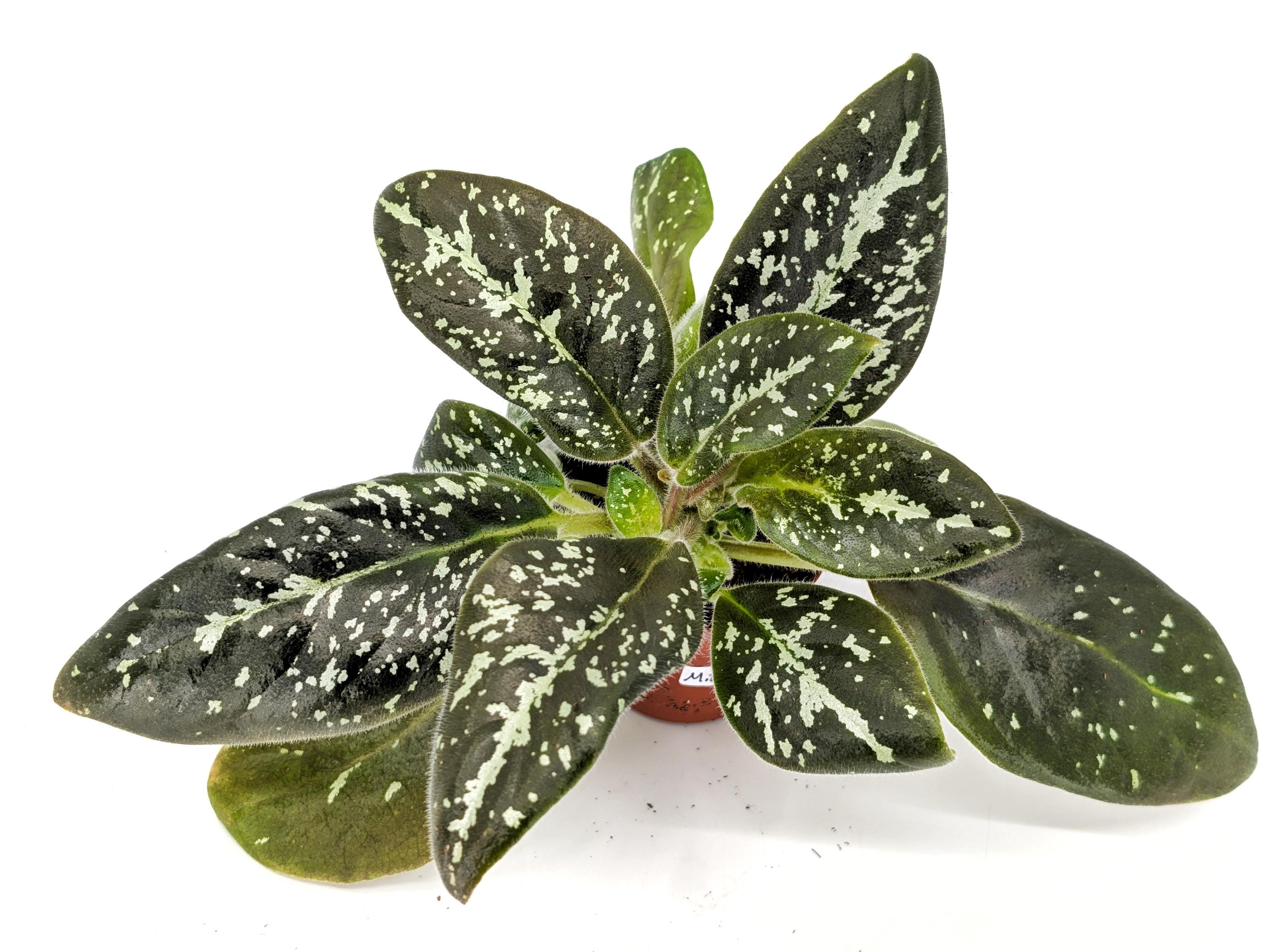 Michaelmoelleria Vietnamensis - Great for Terrarium or Vivarium