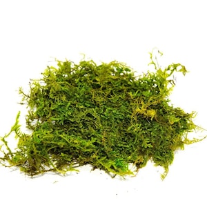 Sheet Moss - 1 Gallon Preserved