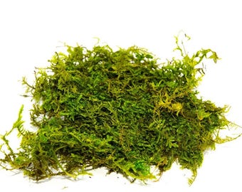 Sheet Moss - 1 Gallon Preserved