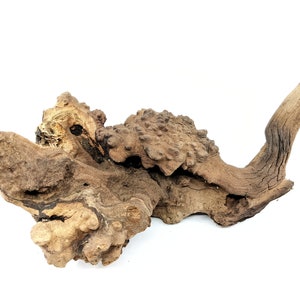 Ghostwood Root Burl - Medium - 6-12"