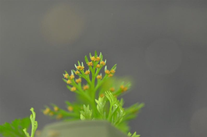 GlassBoxTropicals Davallia parvula Fern - Thumbnail 4