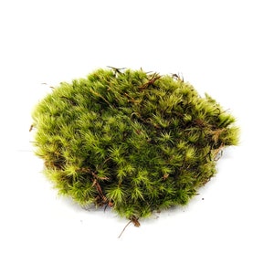 Dormant Frog/mood Moss - Naturalistic Decorative Moss for Terrarium -  Natural Moss for Toads, Salamanders, Garter or Green Snakes