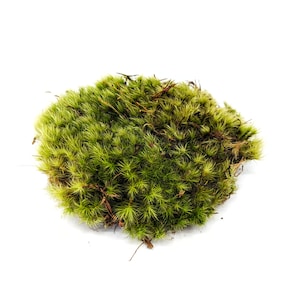 Dormant Frog/mood Moss - Naturalistic Decorative Moss for Terrarium -  Natural Moss for Toads, Salamanders, Garter or Green Snakes